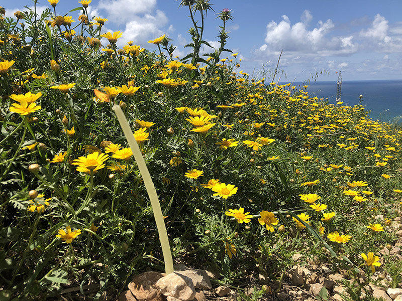 Tribute to Boris Gerrets by Annmarie, Ossama & Shams