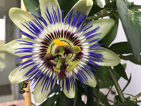 Tribute to Boris Gerrets from Utrechtsedwarsstraat