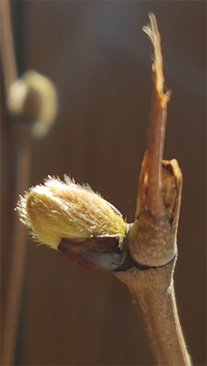 Tribute to Boris Gerrets from Utrechtsedwarsstraat