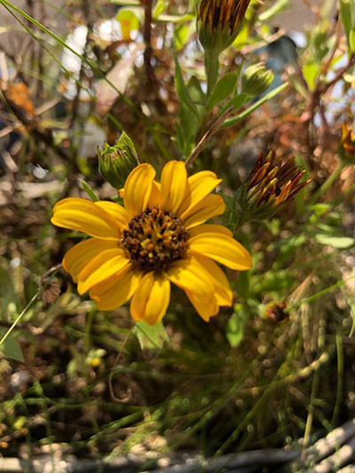 Tribute to Boris Gerrets from Utrechtsedwarsstraat